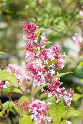 Herbstflieder - Syringa microphylla 'Superba' - Ziergehölze