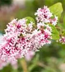 Herbstflieder - Syringa microphylla 'Superba' - Ziergehölze