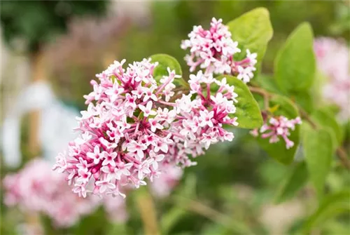 Herbstflieder - Syringa microphylla 'Superba' - Ziergehölze