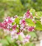 Herbstflieder - Syringa microphylla 'Superba' - Ziergehölze