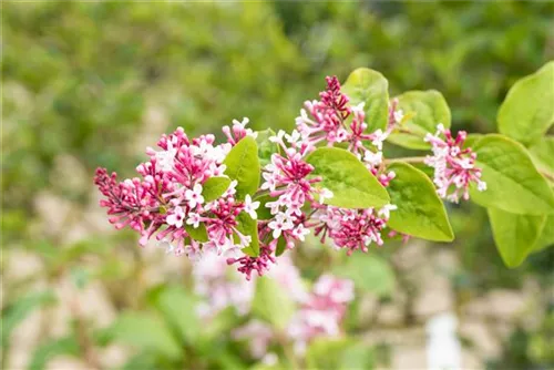 Herbstflieder - Syringa microphylla 'Superba' - Ziergehölze