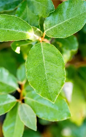 Elaeagnus ebbingei (x) 'Compacta' - Formgehölze