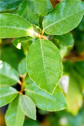 Immergrüne buschige Ölweide 'Compacta' - Elaeagnus ebbingei (x) 'Compacta' - Mediterranes