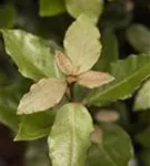 Immergrüne buschige Ölweide 'Compacta' - Elaeagnus ebbingei (x) 'Compacta' - Mediterranes