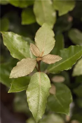 Immergrüne buschige Ölweide 'Compacta' - Elaeagnus ebbingei (x) 'Compacta' - Mediterranes