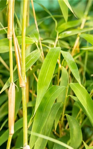 Fargesia 'Ivory Ibis'®