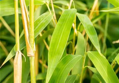 Fargesia 'Ivory Ibis'® - Elfenbeinbambus