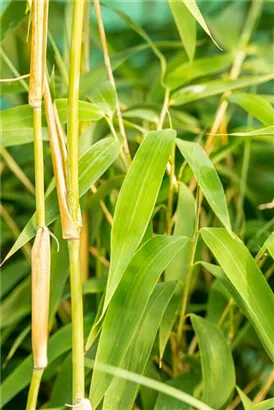 Elfenbeinbambus - Fargesia 'Ivory Ibis'®