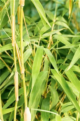 Elfenbeinbambus - Fargesia 'Ivory Ibis'®