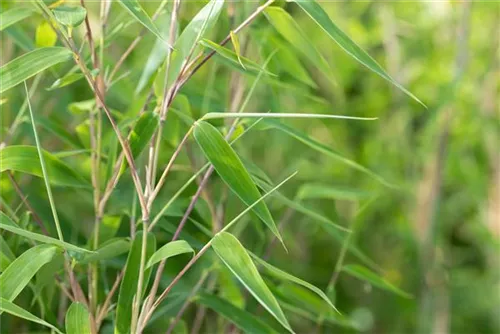 Elfenbeinbambus - Fargesia 'Ivory Ibis'®