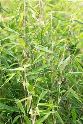 Elfenbeinbambus - Fargesia 'Ivory Ibis'®