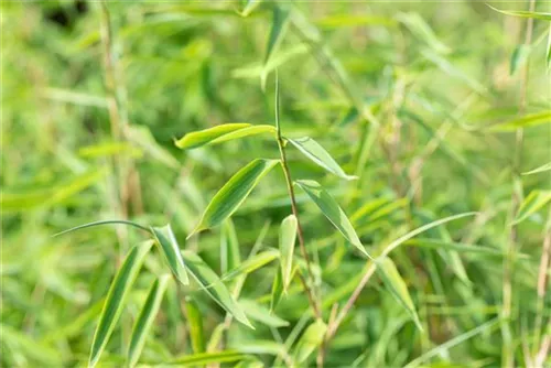 Elfenbeinbambus - Fargesia 'Ivory Ibis'®