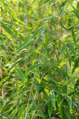 Elfenbeinbambus - Fargesia 'Ivory Ibis'®