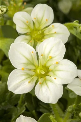 Alpen-Steinbrech - Saxifraga, alpin, rosa