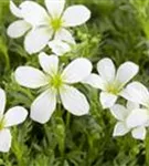 Alpen-Steinbrech - Saxifraga, alpin, rosa