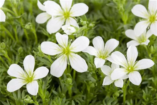 Alpen-Steinbrech - Saxifraga, alpin, rosa