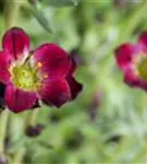 Alpen-Steinbrech - Saxifraga, alpin, rosa