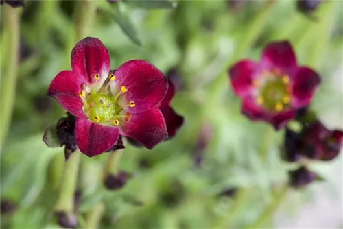 Alpen-Steinbrech - Saxifraga, alpin, rosa