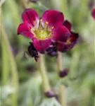 Alpen-Steinbrech - Saxifraga, alpin, rosa