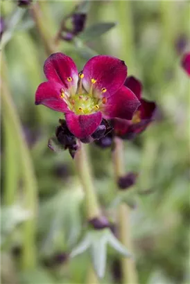 Alpen-Steinbrech - Saxifraga, alpin, rosa