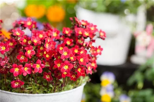 Alpen-Steinbrech - Saxifraga, alpin, rosa