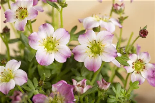 Alpen-Steinbrech - Saxifraga, alpin, rosa