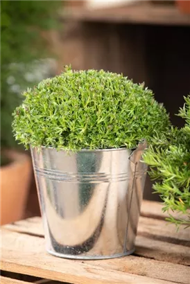 Alpen-Steinbrech - Saxifraga, alpin, rosa