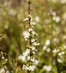 Frühlingsspiere - Spiraea thunbergii