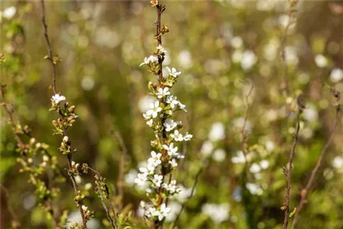 Frühlingsspiere - Spiraea thunbergii