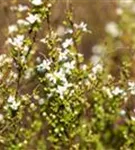 Frühlingsspiere - Spiraea thunbergii