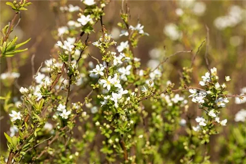 Frühlingsspiere - Spiraea thunbergii