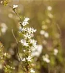 Frühlingsspiere - Spiraea thunbergii