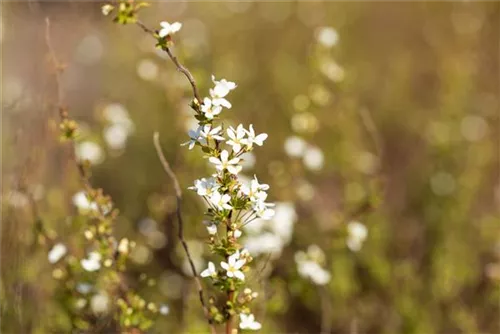 Frühlingsspiere - Spiraea thunbergii