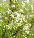 Frühlingsspiere - Spiraea thunbergii