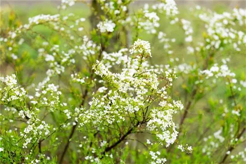 Frühlingsspiere - Spiraea thunbergii