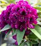 Rhododendron ‘Dramatic Dark’ ® - Rhododendron ‘Dramatic Dark’ ®