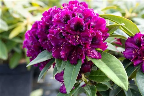 Rhododendron ‘Dramatic Dark’ ® - Rhododendron ‘Dramatic Dark’ ®