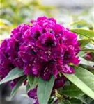 Rhododendron ‘Dramatic Dark’ ® - Rhododendron ‘Dramatic Dark’ ®