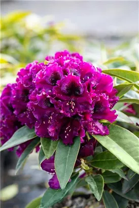 Rhododendron ‘Dramatic Dark’ ® - Rhododendron ‘Dramatic Dark’ ®