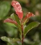 Glanzmispel - Photinia fraseri 'Robusta Compact' - Formgehölze