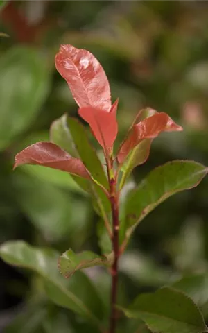 Photinia fraseri 'Robusta Compact' - Formgehölze