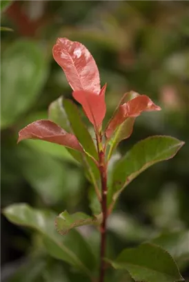 Glanzmispel - Photinia fraseri 'Robusta Compact' - Formgehölze