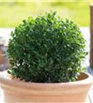 Japan-Stechpalme - Ilex crenata 'Luxus (R) Globe'