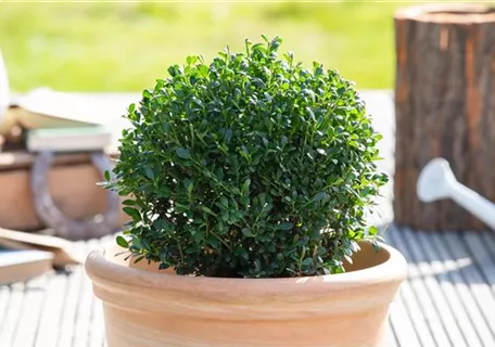 Ilex crenata 'Luxus (R) Globe' - Japan-Stechpalme