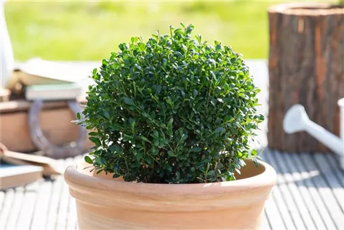 Japan-Stechpalme - Ilex crenata 'Luxus (R) Globe'