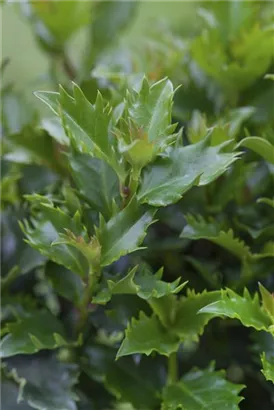 Stechpalme 'Little Rascal' - Ilex 'Little Rascal' - Formgehölze