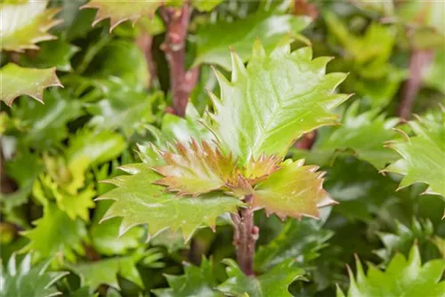 Stechpalme 'Little Rascal' - Ilex 'Little Rascal' - Formgehölze