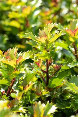 Stechpalme 'Little Rascal' - Ilex 'Little Rascal' - Formgehölze