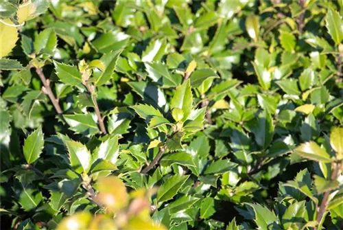 Stechpalme 'Little Rascal' - Ilex 'Little Rascal' - Formgehölze