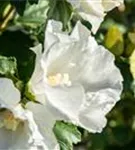 Straucheibisch - Hibiscus syriacus 'Totus Albus'